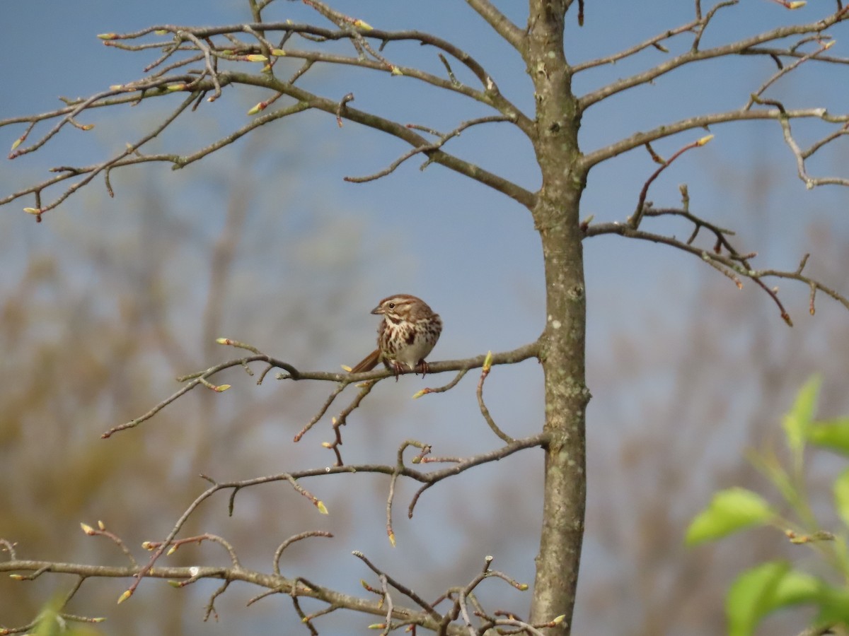 Song Sparrow - Susan Carpenter