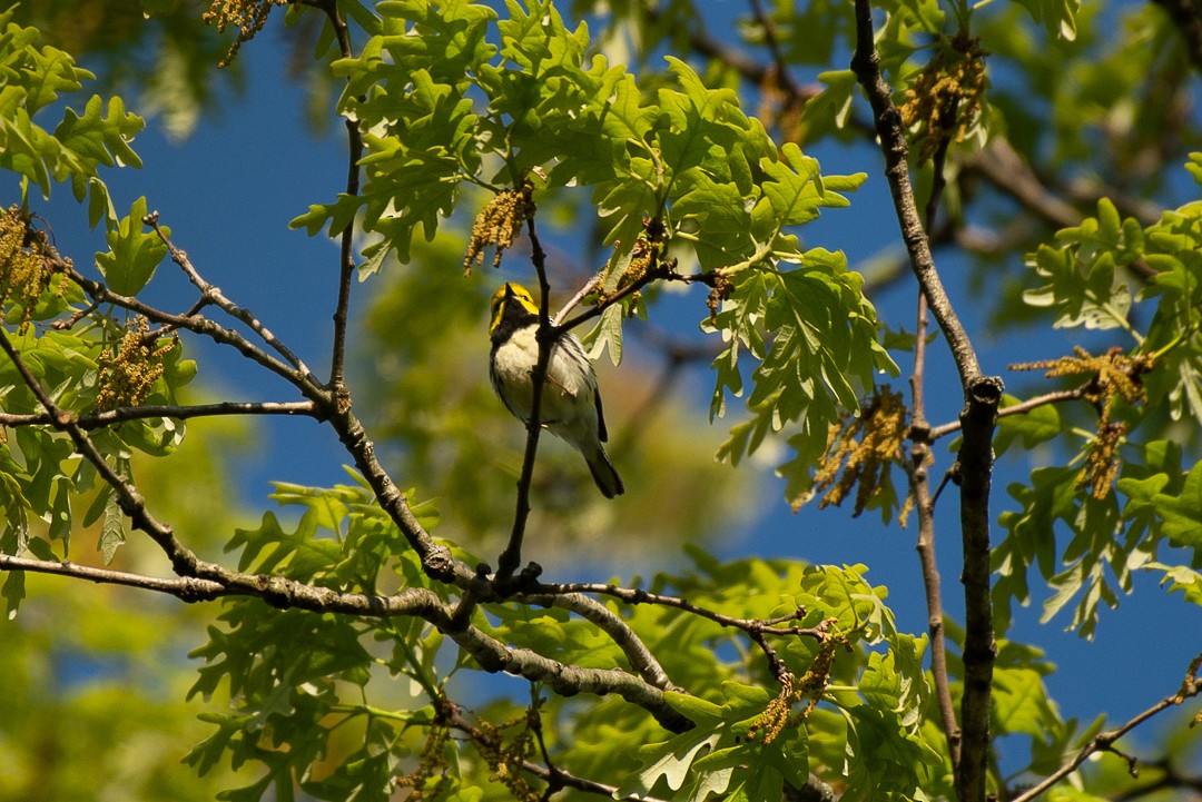Black-throated Green Warbler - Arthur Gorka