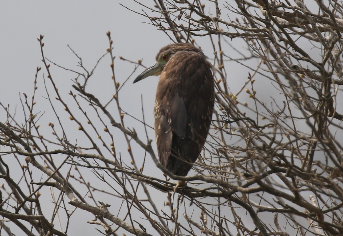 Black-crowned Night Heron - ML230943711