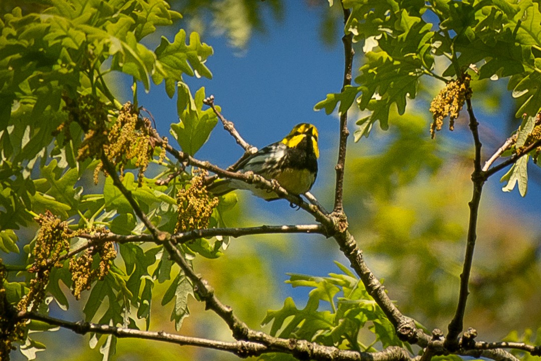 Black-throated Green Warbler - Arthur Gorka
