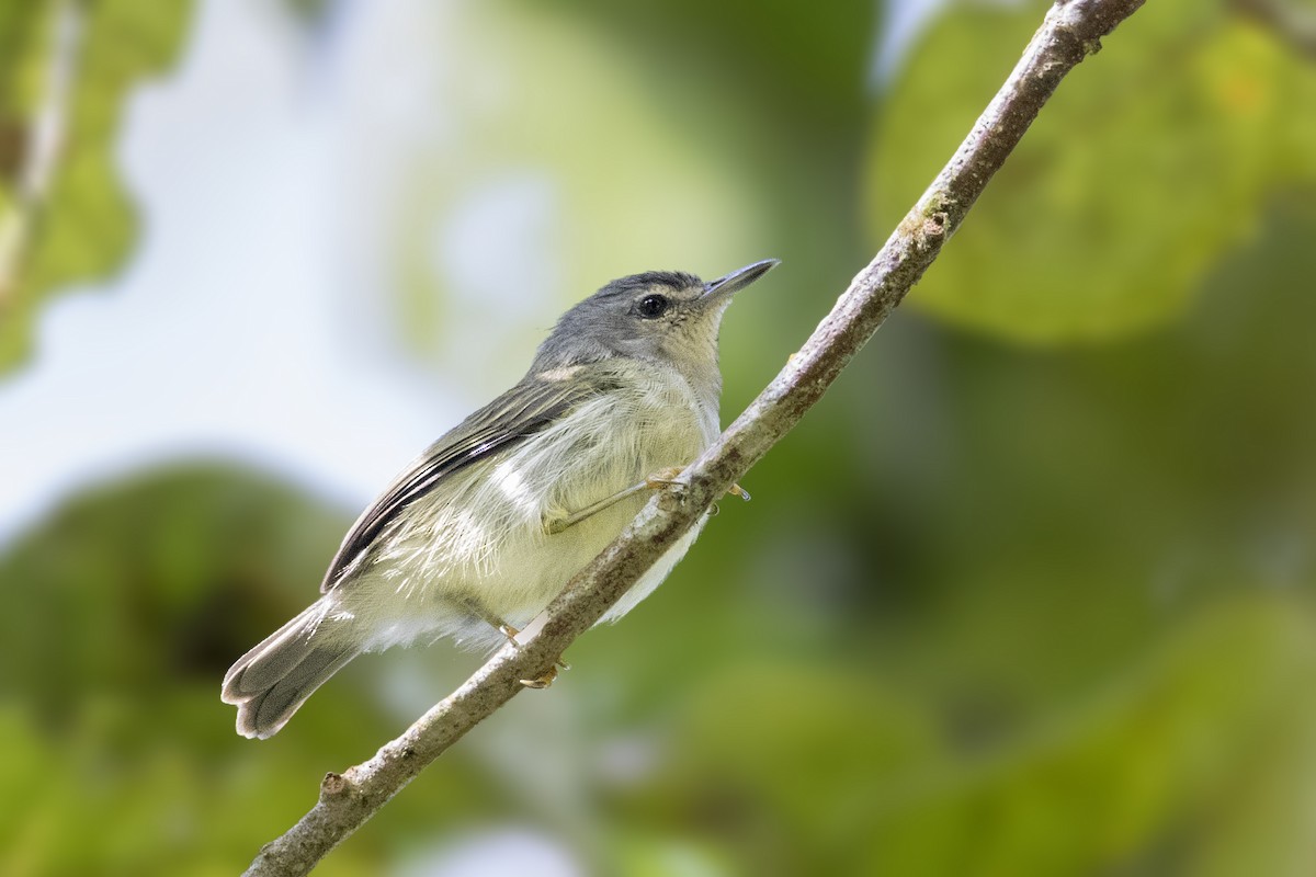 Mindanao Plumed-Warbler - Bradley Hacker 🦜