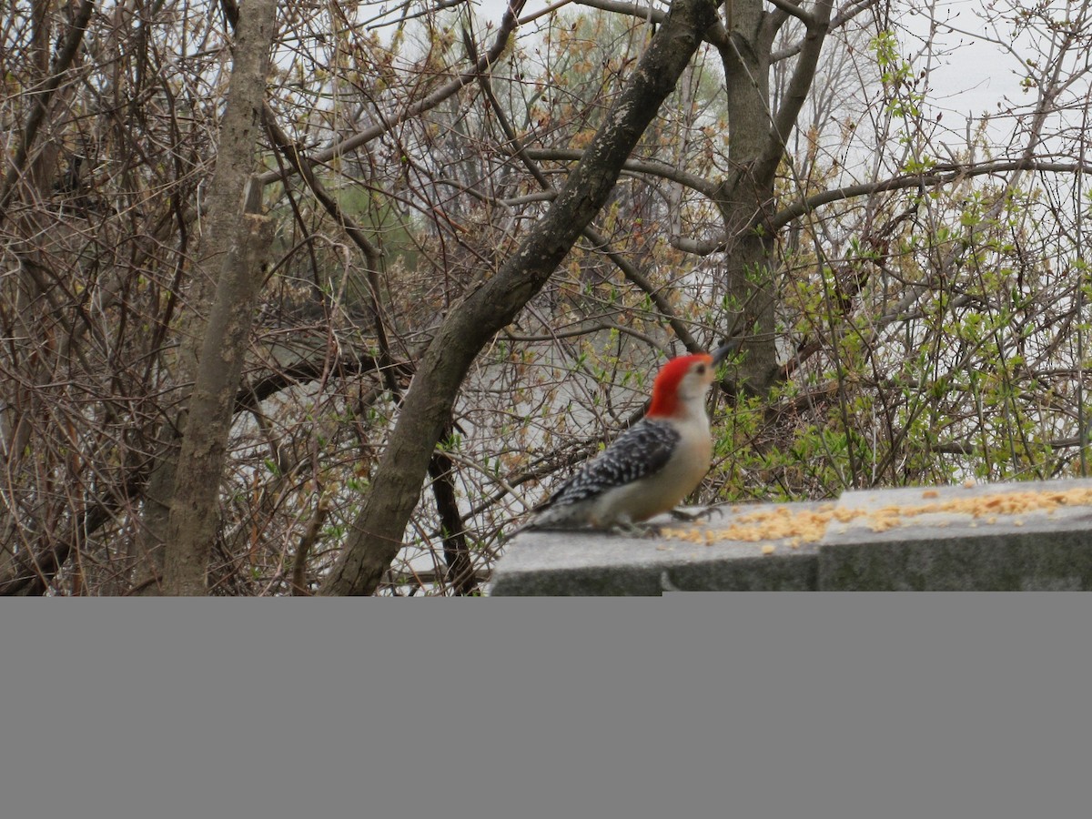 Red-bellied Woodpecker - ML230944471