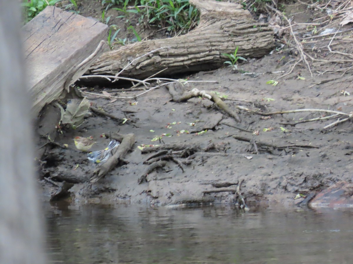 Palm Warbler - ML230945031