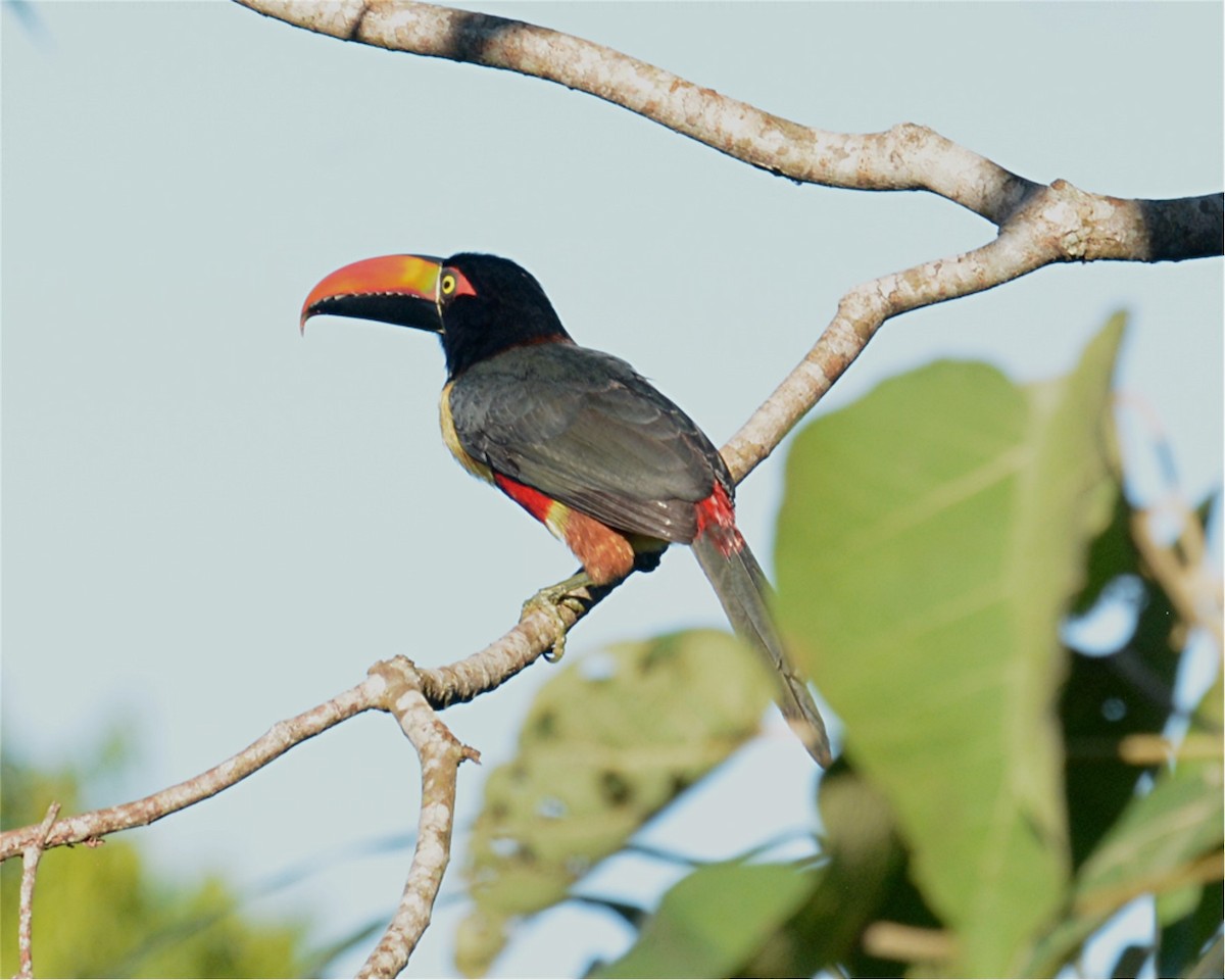 Fiery-billed Aracari - Tom & Jenny Jackman