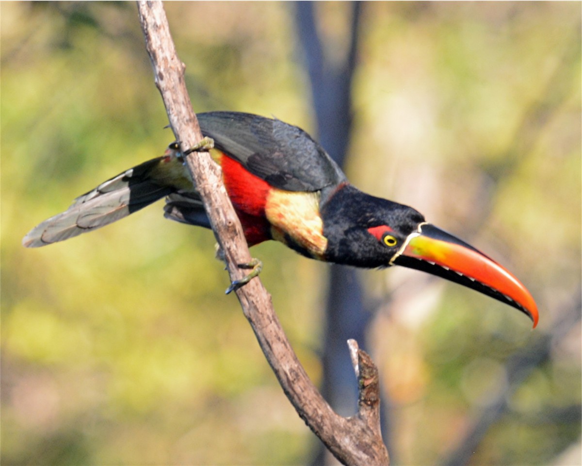 Fiery-billed Aracari - Tom & Jenny Jackman