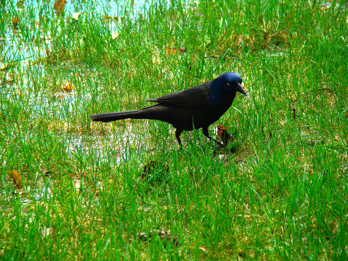 Common Grackle - ML230945631