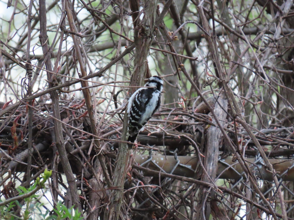 Downy Woodpecker - Susan Carpenter