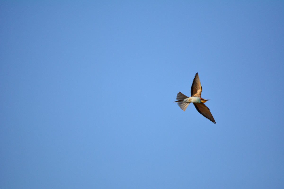 European Bee-eater - ML230946601