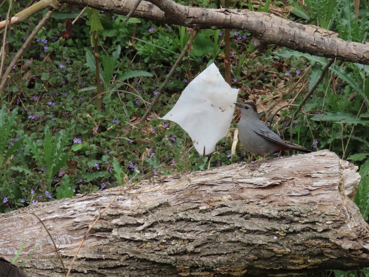 Gray Catbird - ML230946791