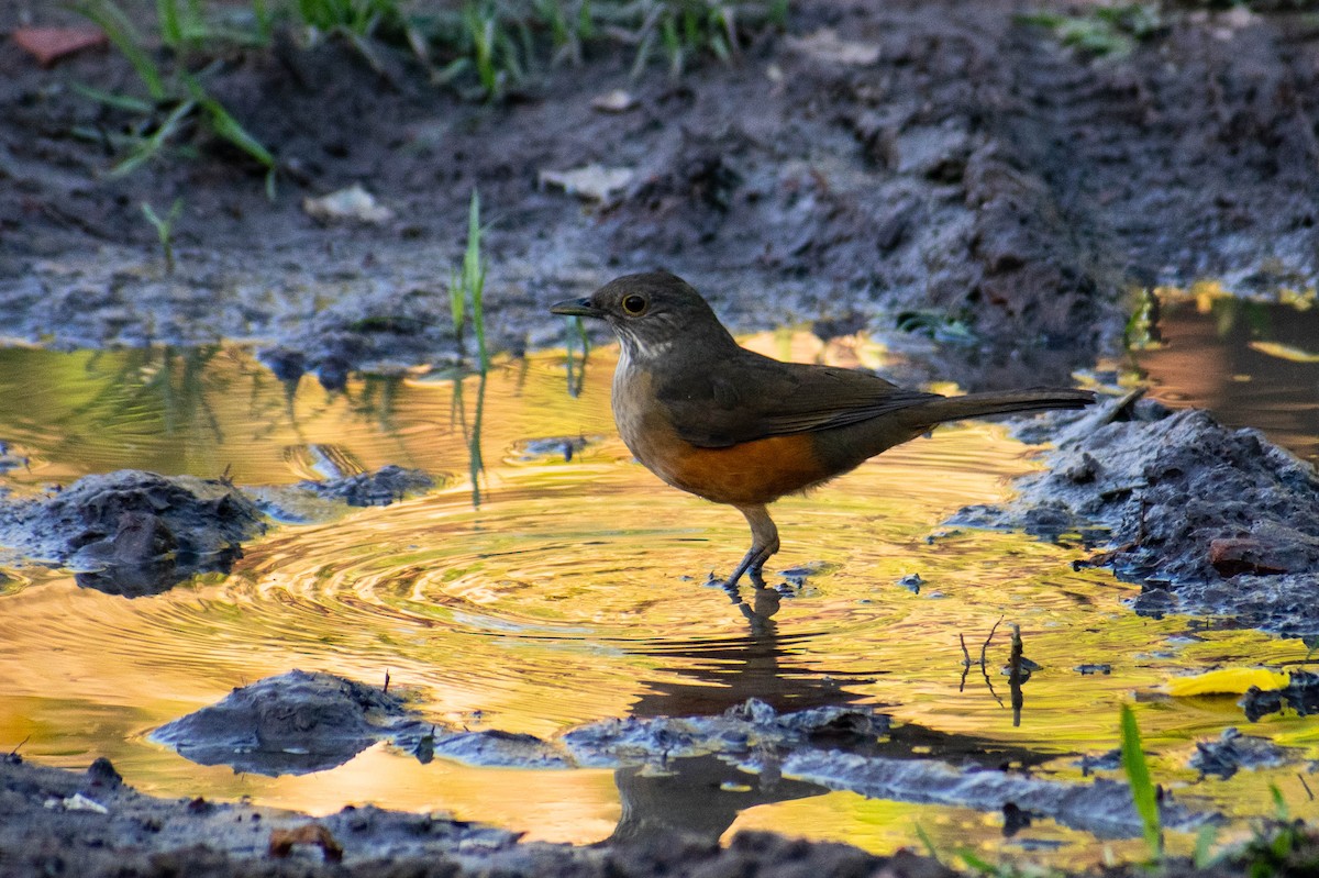 Rufous-bellied Thrush - ML230948441