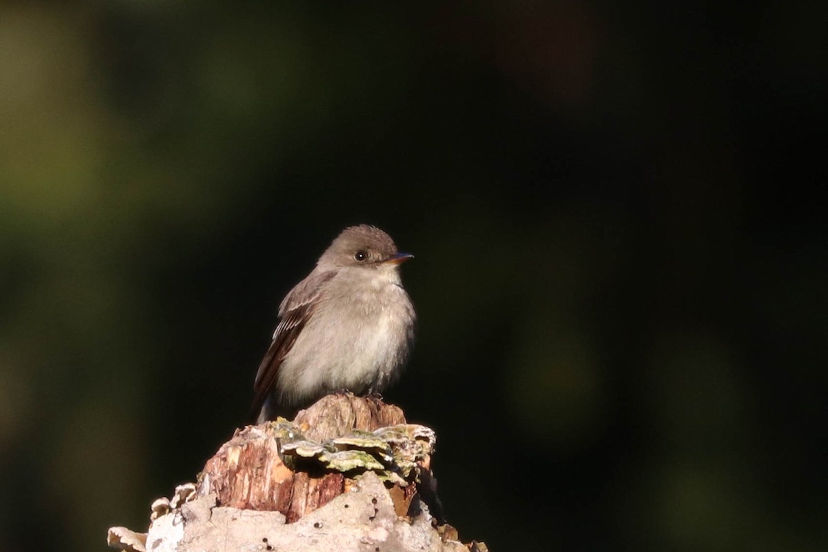 Western Wood-Pewee - ML230948491