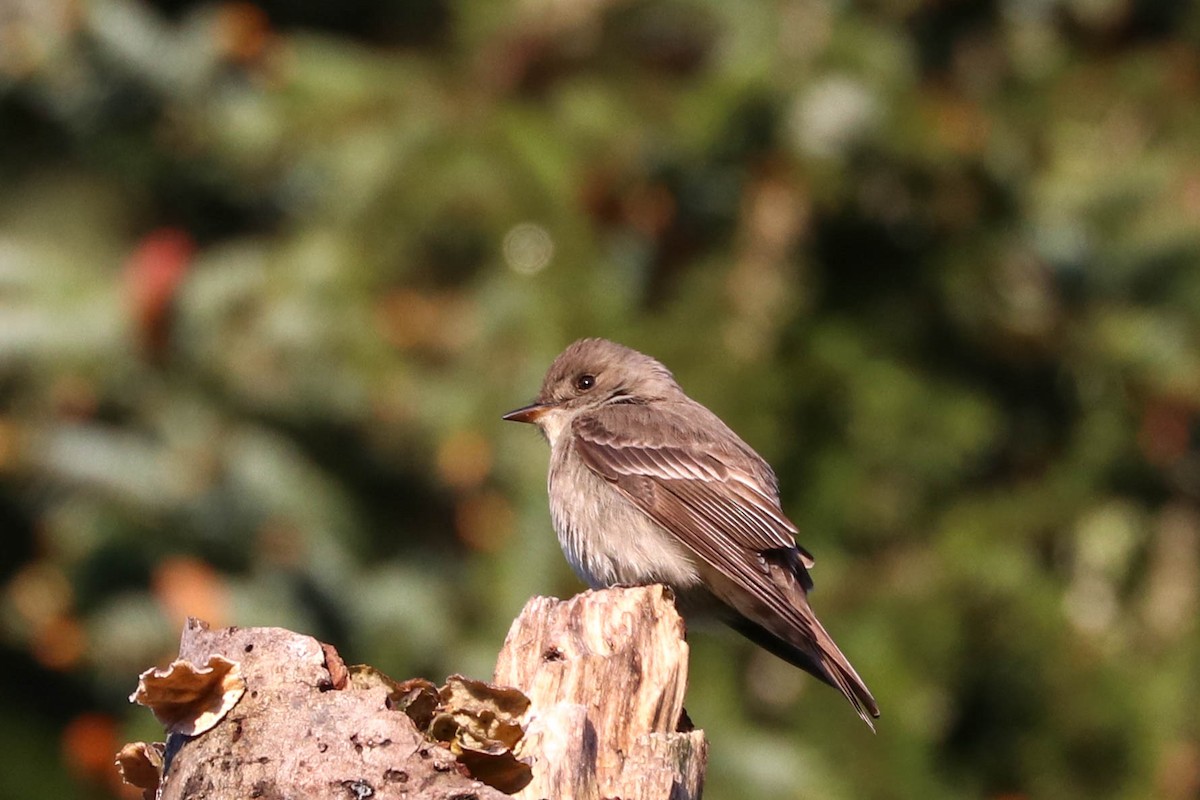 Western Wood-Pewee - ML230948501