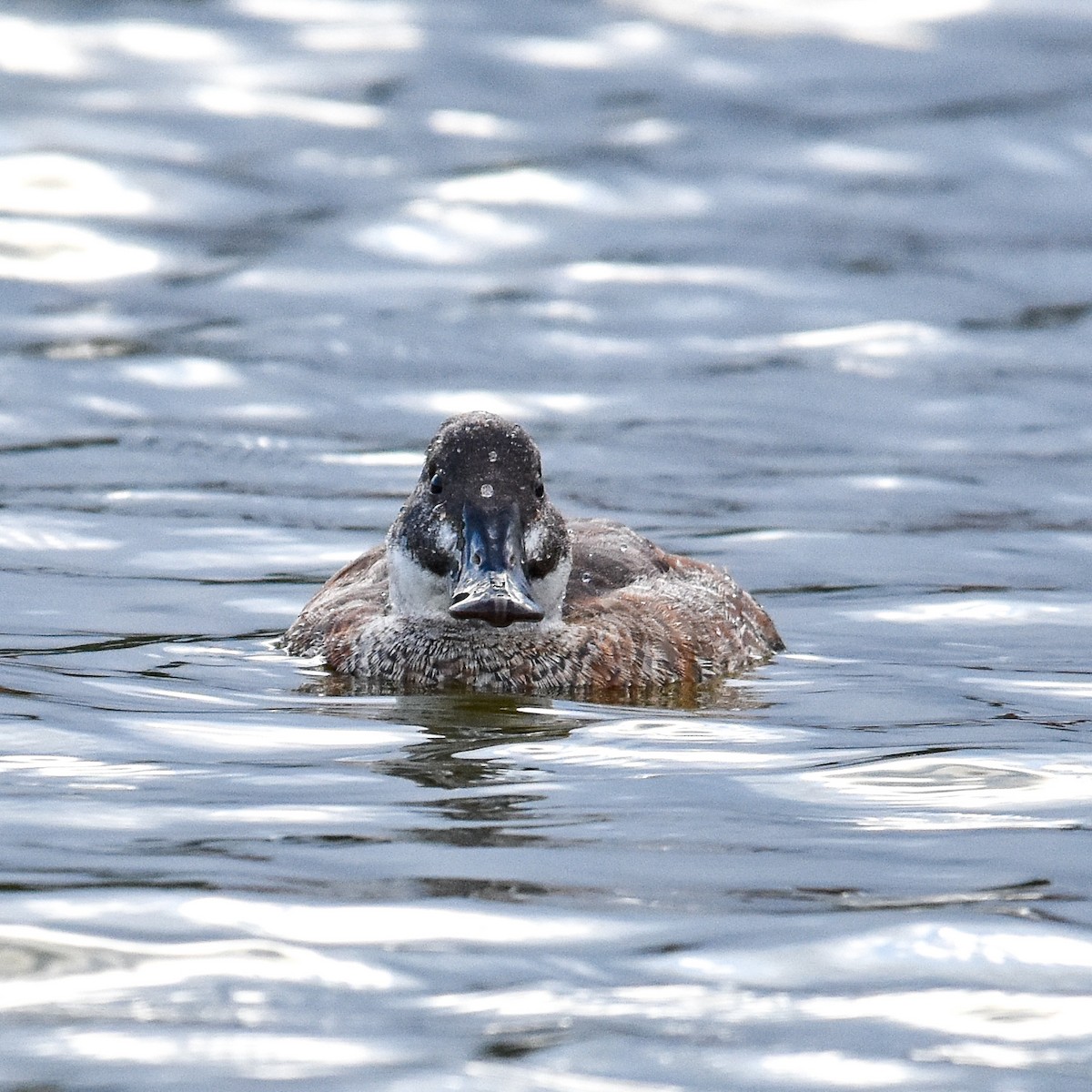 Lake Duck - Luiz Wittmann