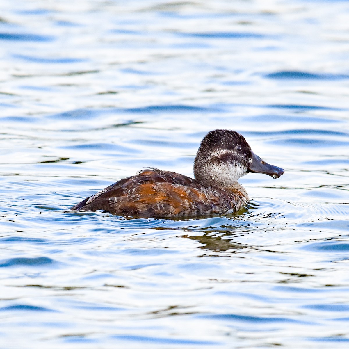 Lake Duck - Luiz Wittmann