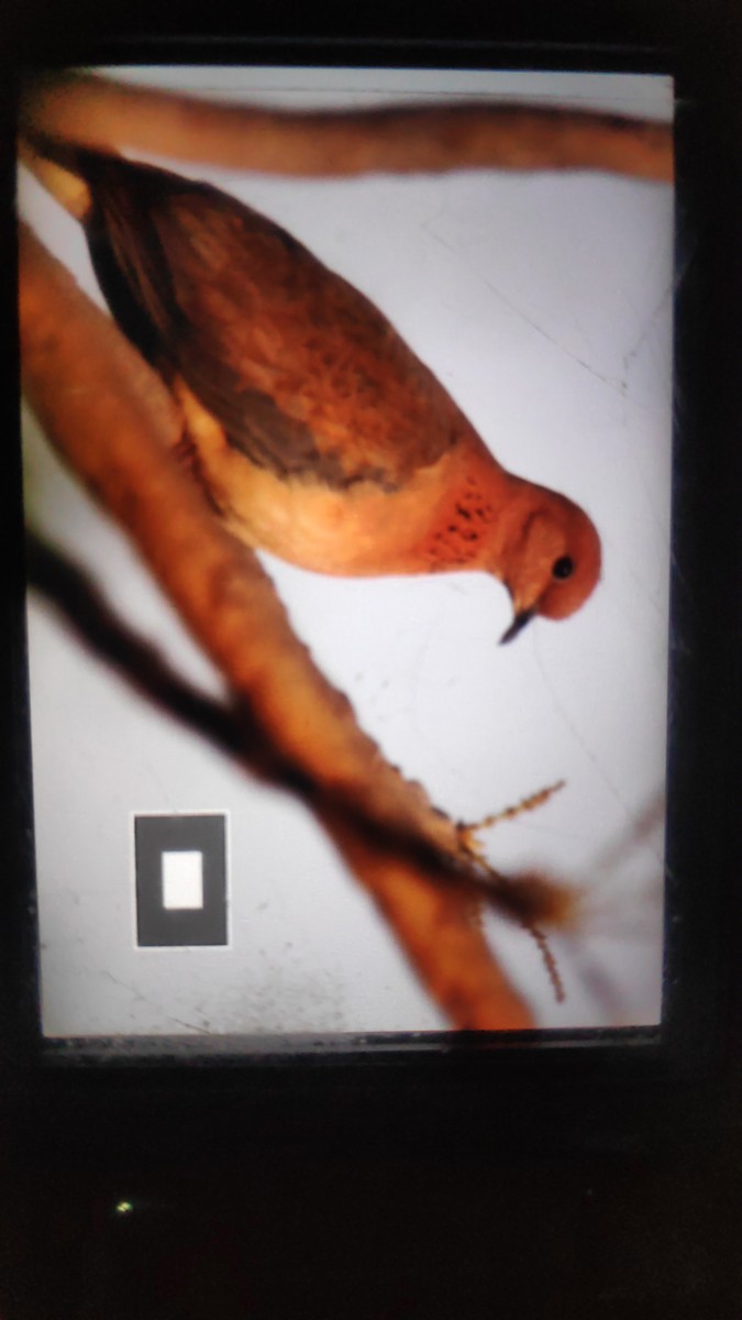 Laughing Dove - ML230949301