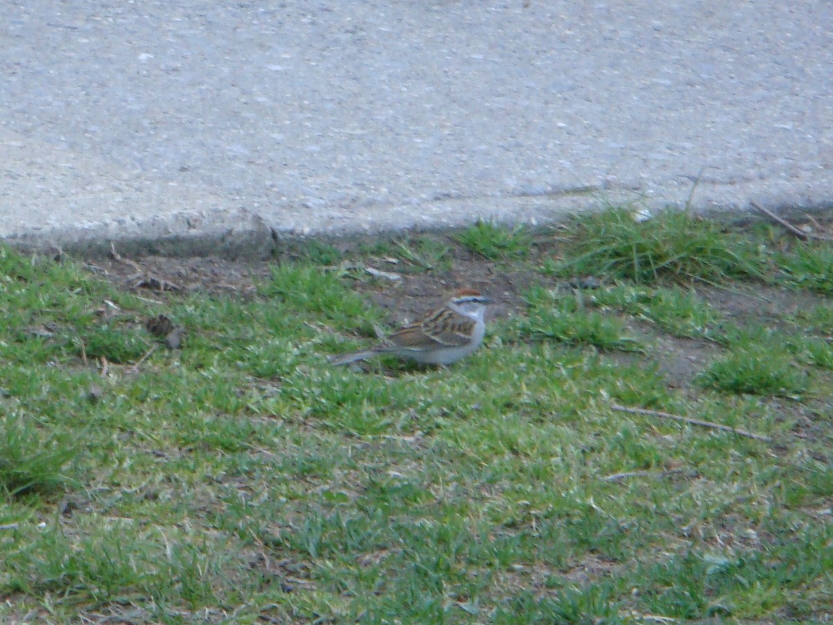 Chipping Sparrow - ML23094951