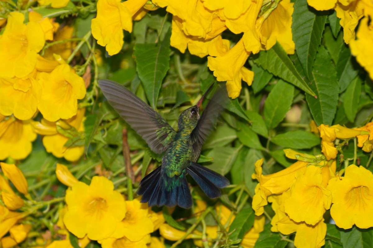 Glittering-bellied Emerald - ML230949811