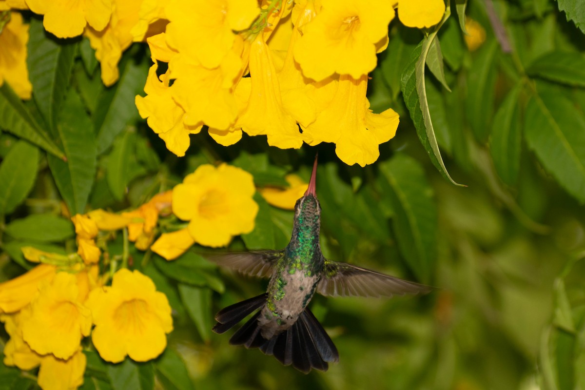 Glittering-bellied Emerald - ML230949821