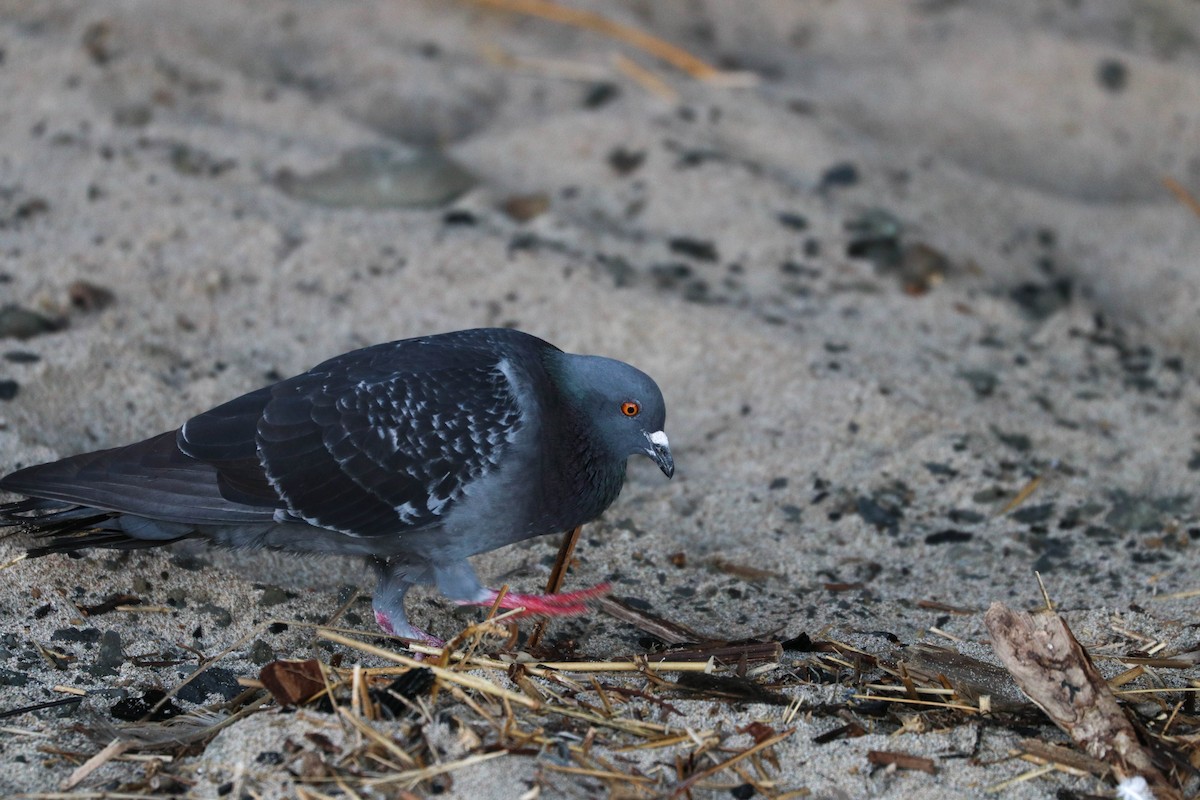 Rock Pigeon (Feral Pigeon) - ML230949941