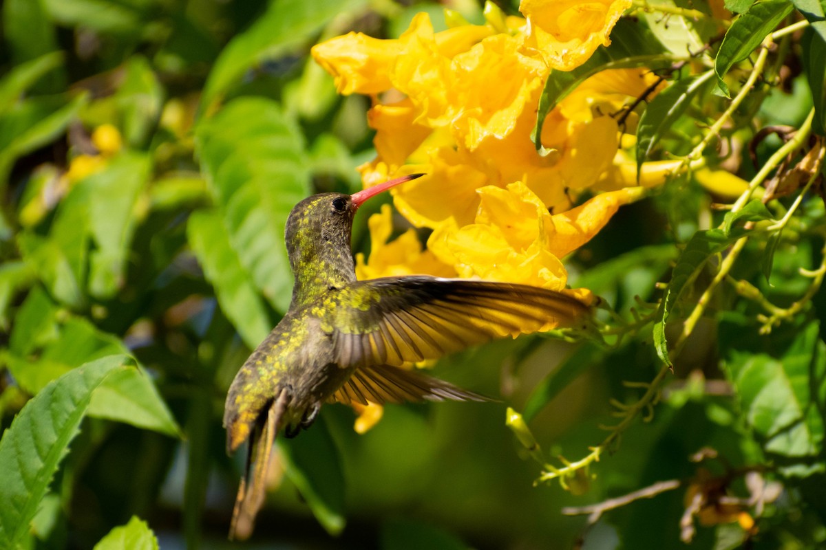 Gilded Hummingbird - ML230950041