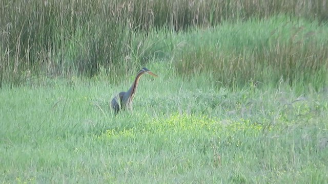 Purple Heron - ML230950691