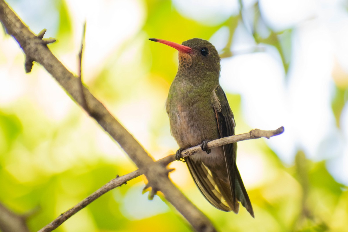 Gilded Hummingbird - ML230951401