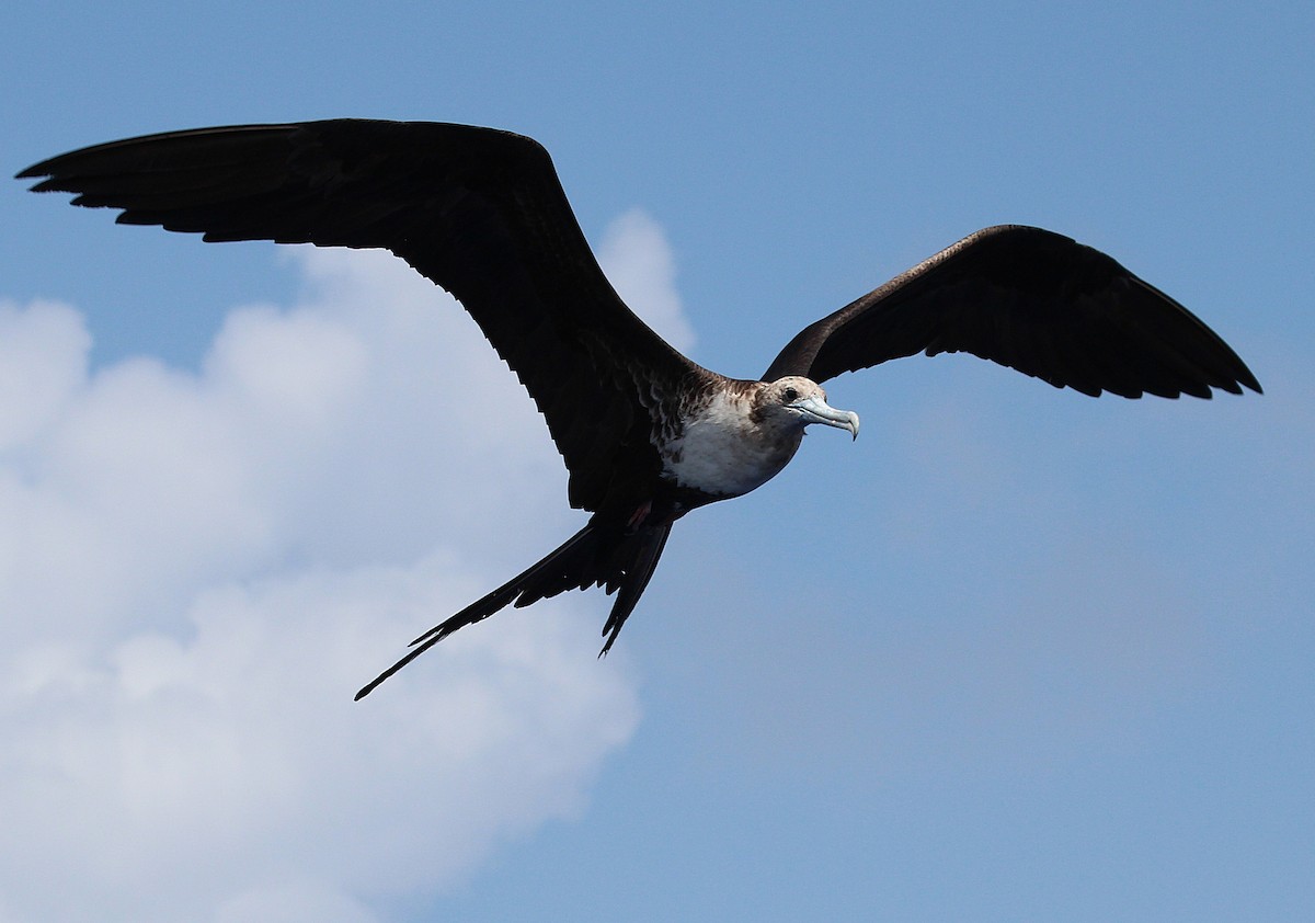 Magnificent Frigatebird - Alexander Lees