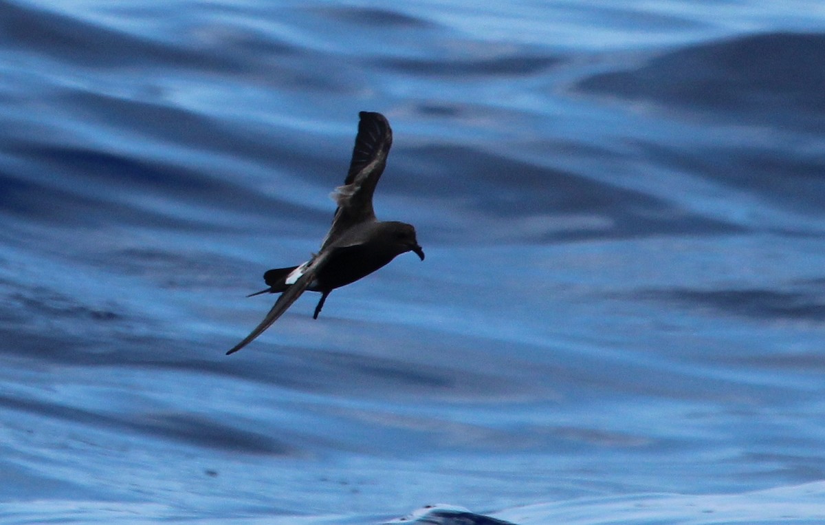 Leach's Storm-Petrel - ML23095161