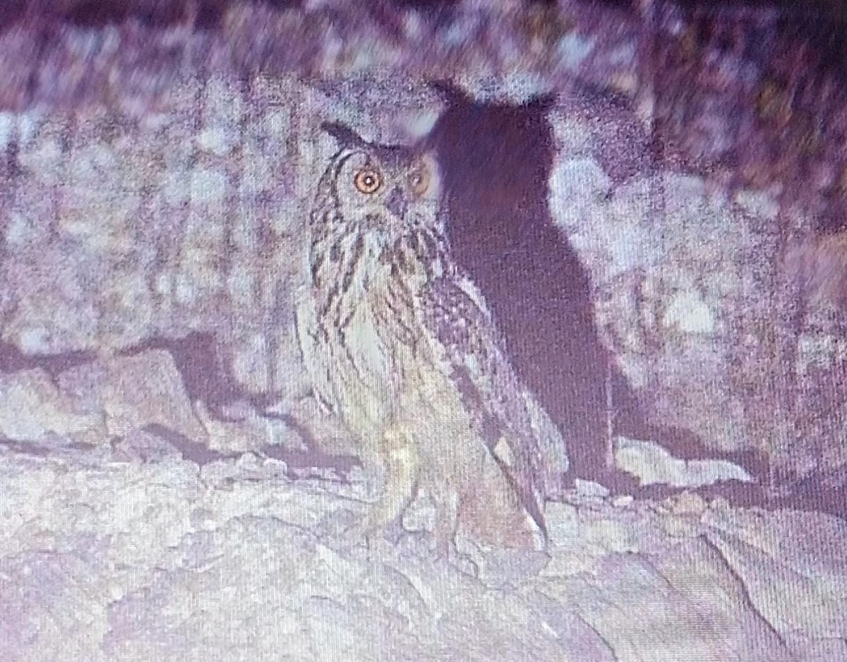 Rock Eagle-Owl - ML230952131