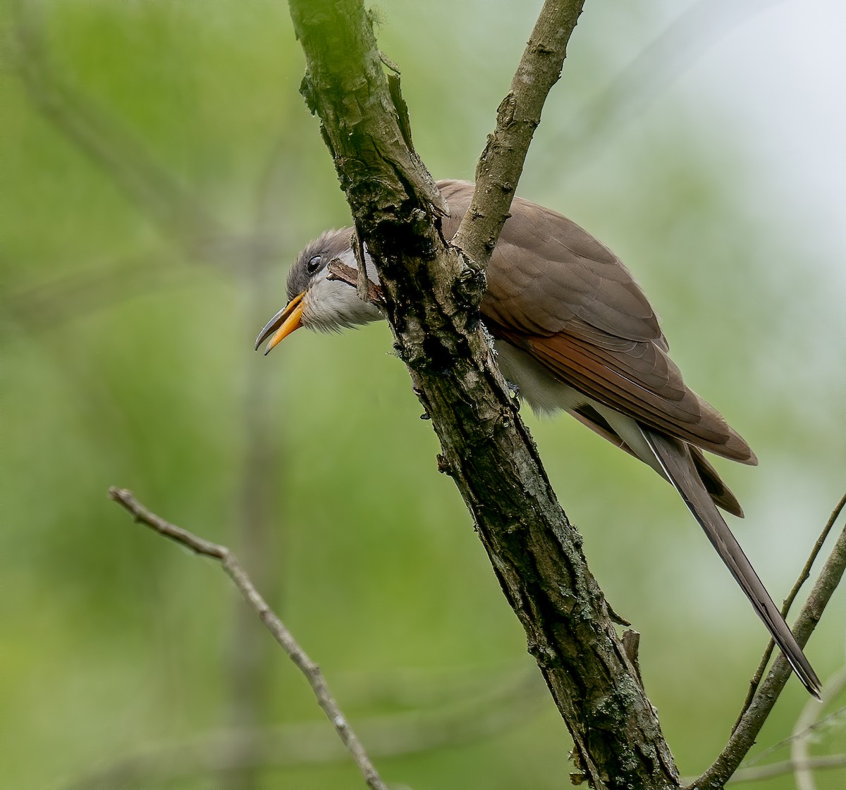 Yellow-billed Cuckoo - ML230952291
