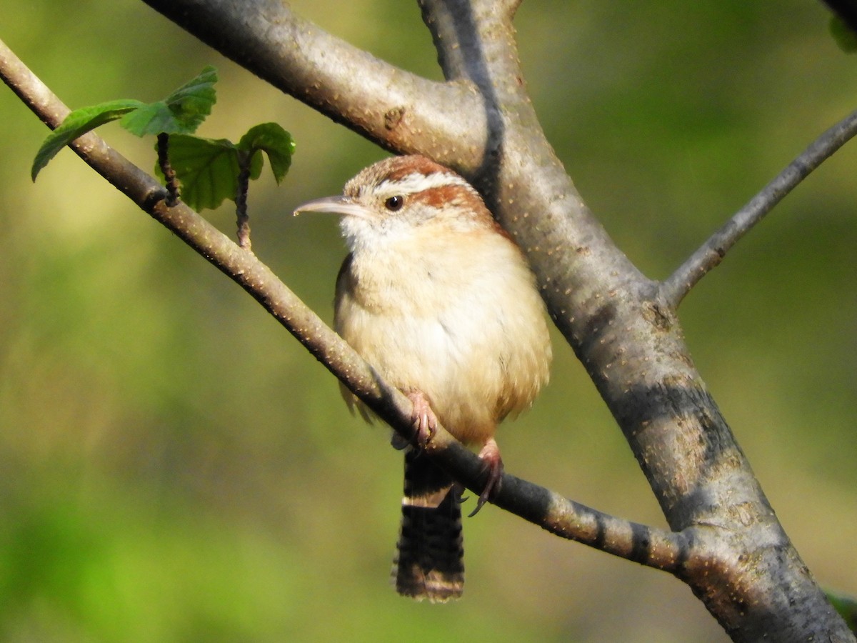 Carolina Wren - ML230952351
