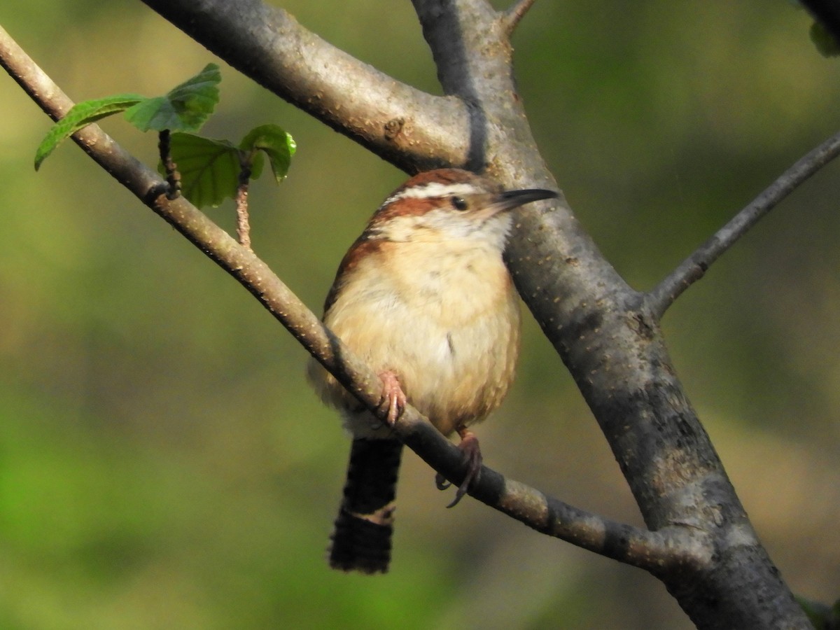 Carolina Wren - ML230952361