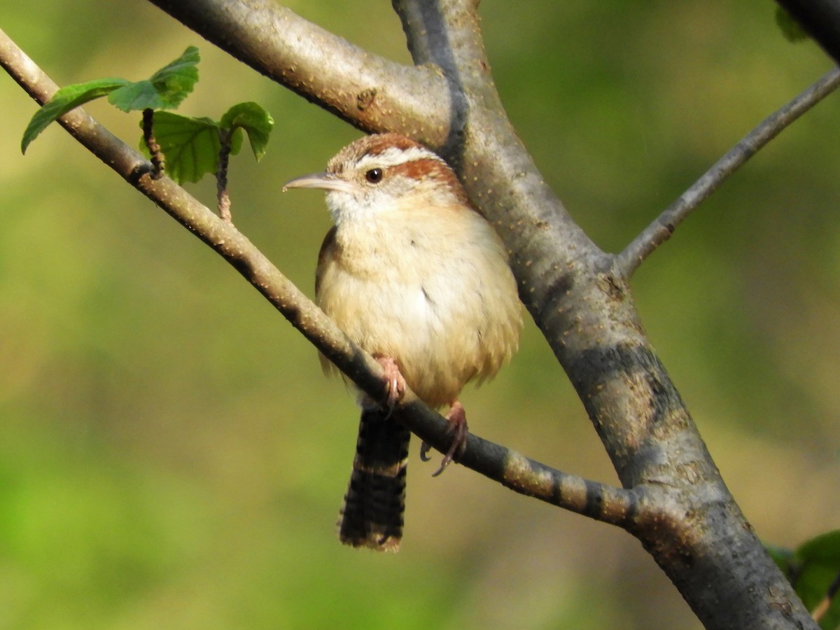 Carolina Wren - ML230952371