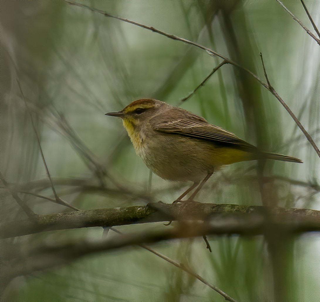 Palm Warbler - ML230953091