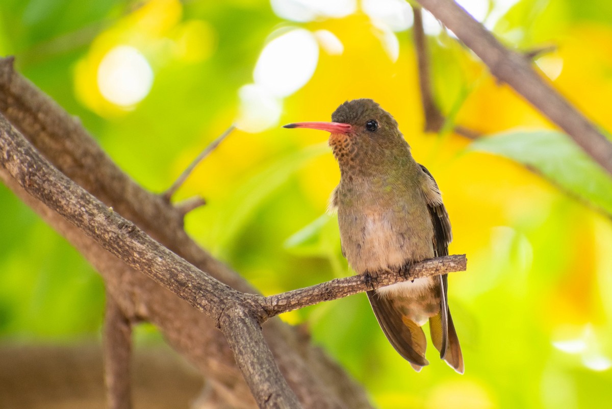 gyllenkolibri - ML230954801