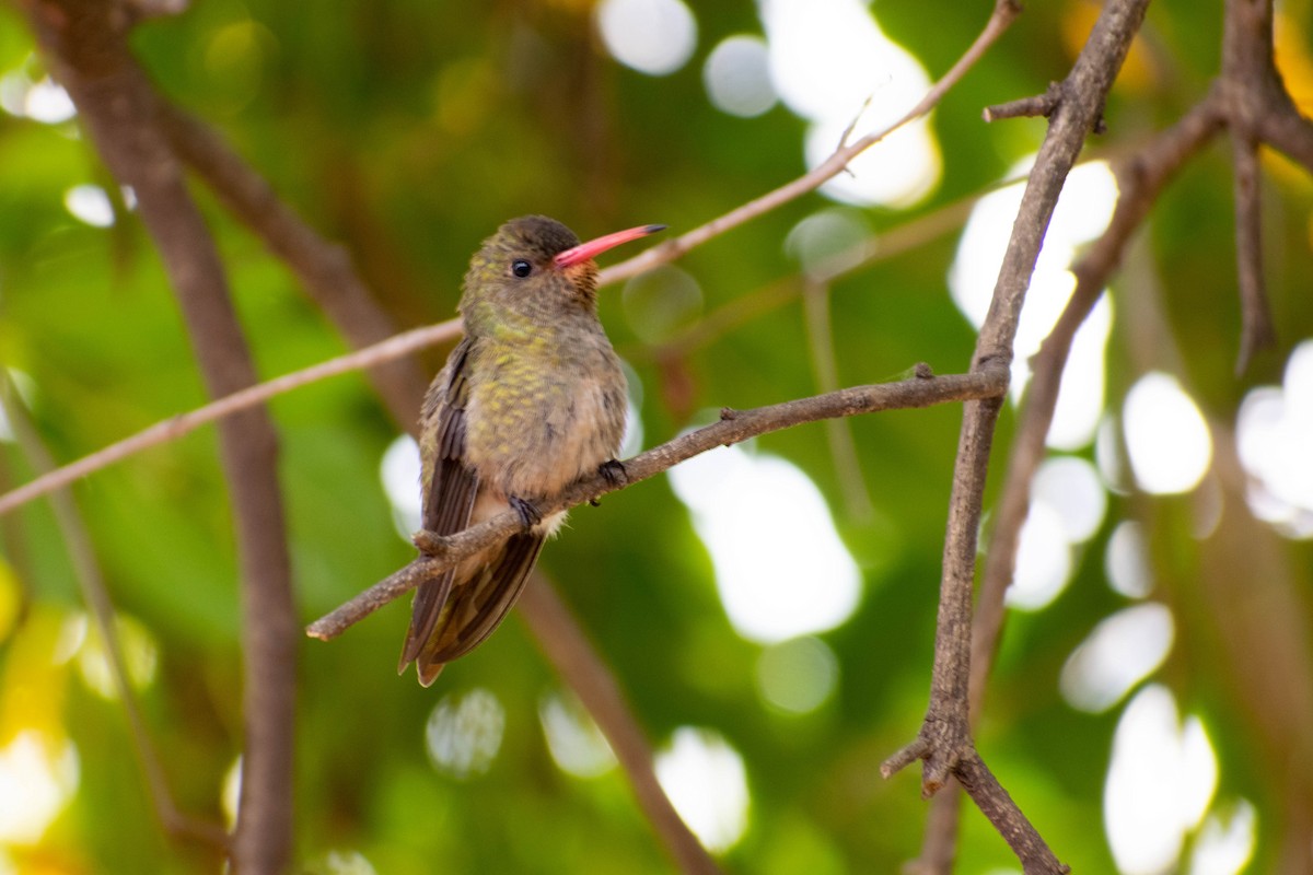 gyllenkolibri - ML230954881