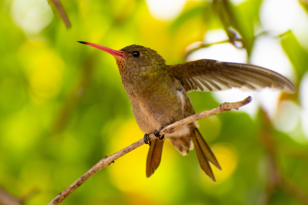 gyllenkolibri - ML230954971