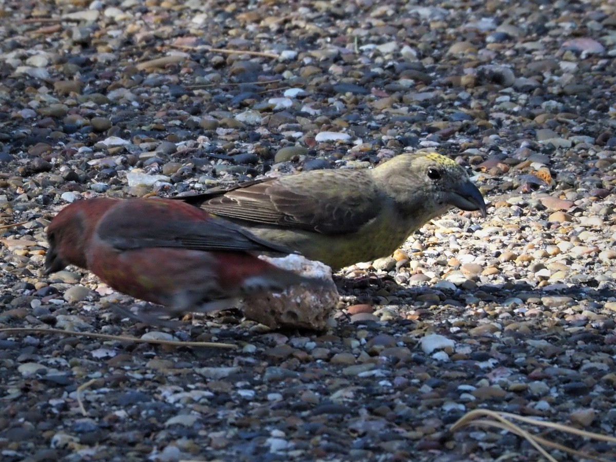 Red Crossbill - Jack Wickel