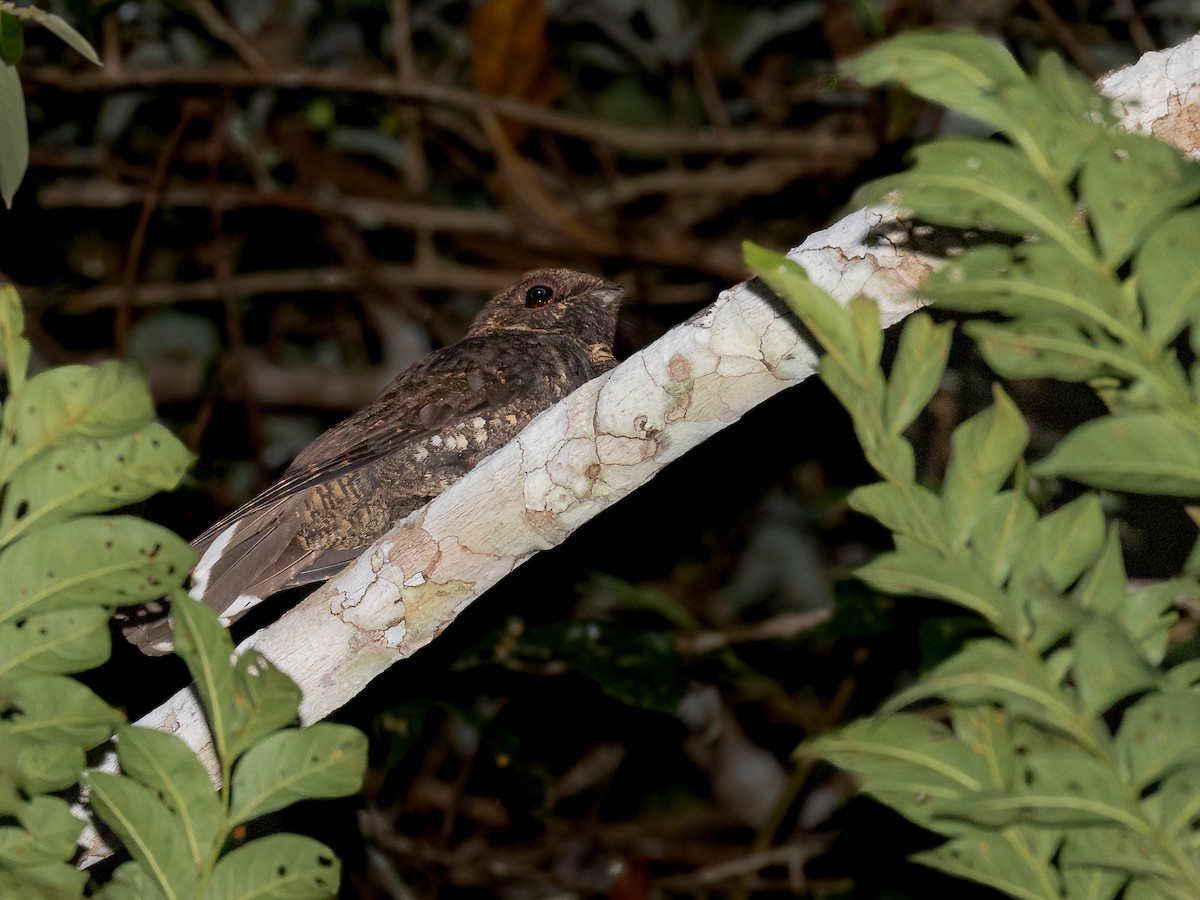 Silky-tailed Nightjar - ML230955971