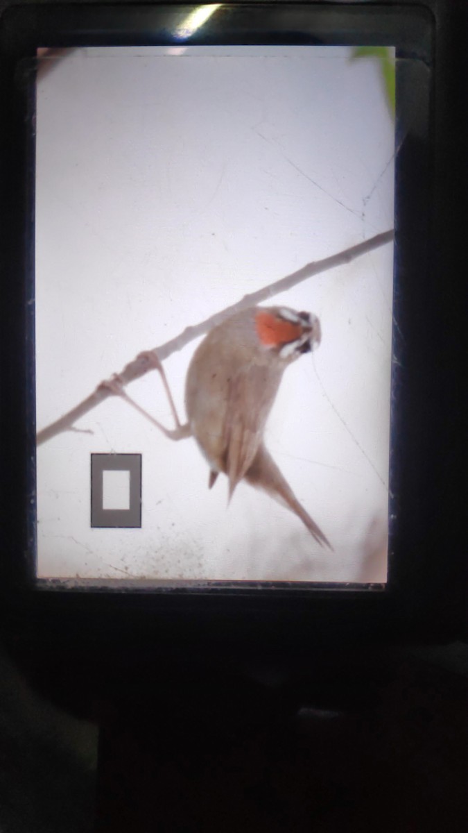 Siberian Rubythroat - ML230956231