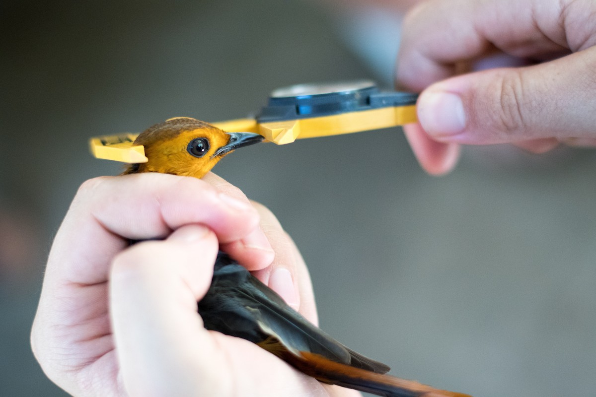 Red-capped Robin-Chat - Raphaël Nussbaumer