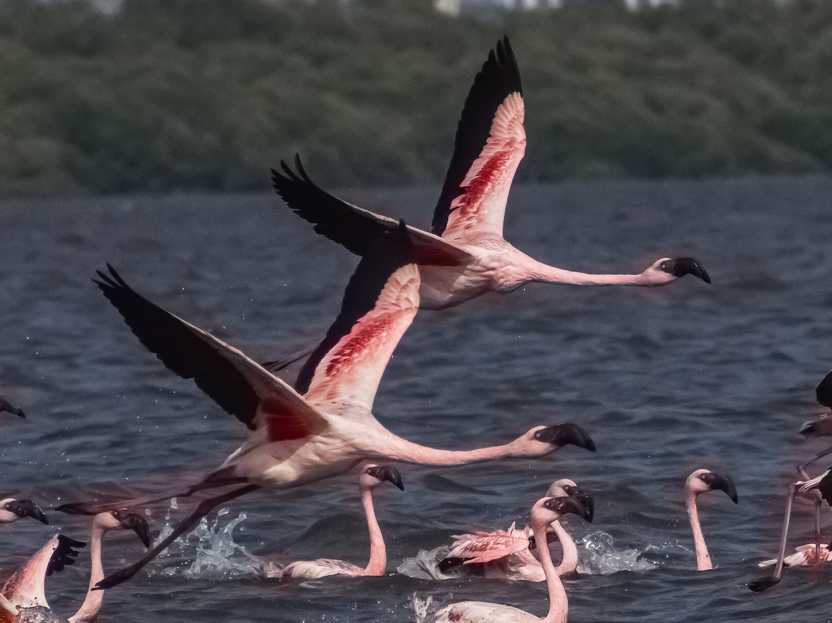 Lesser Flamingo - Omkar Damle