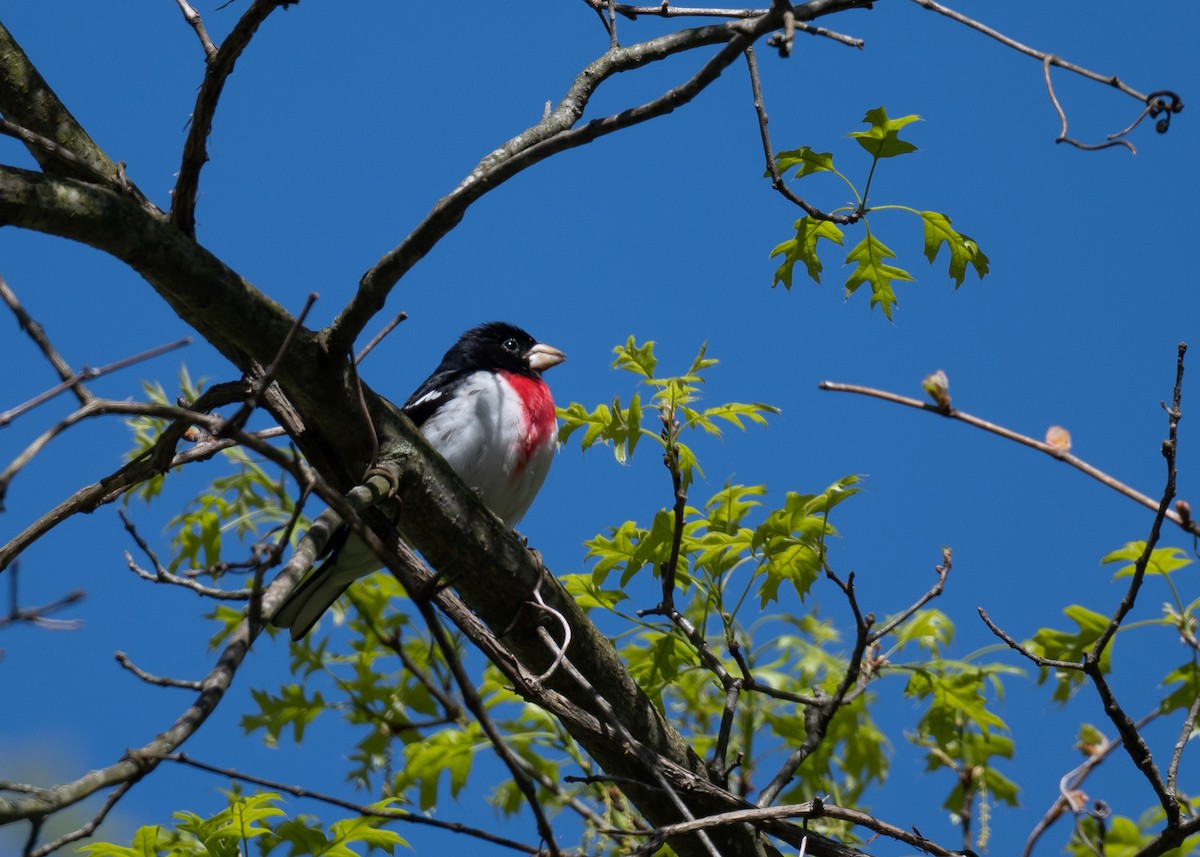 Rose-breasted Grosbeak - ML230959221