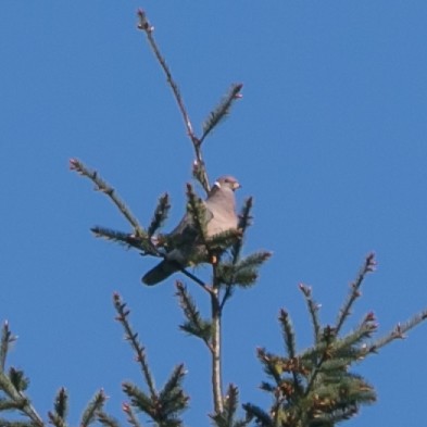 Band-tailed Pigeon - ML230959611