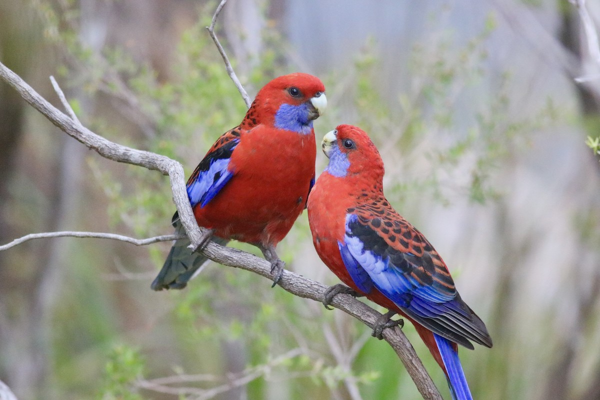 Crimson Rosella - ML230959971