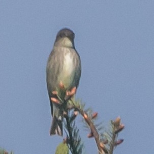 Olive-sided Flycatcher - ML230960021