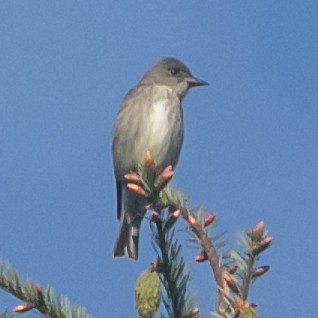Olive-sided Flycatcher - ML230960031