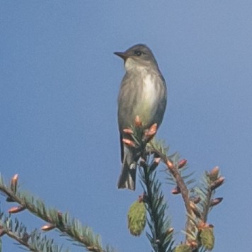 Olive-sided Flycatcher - ML230960041