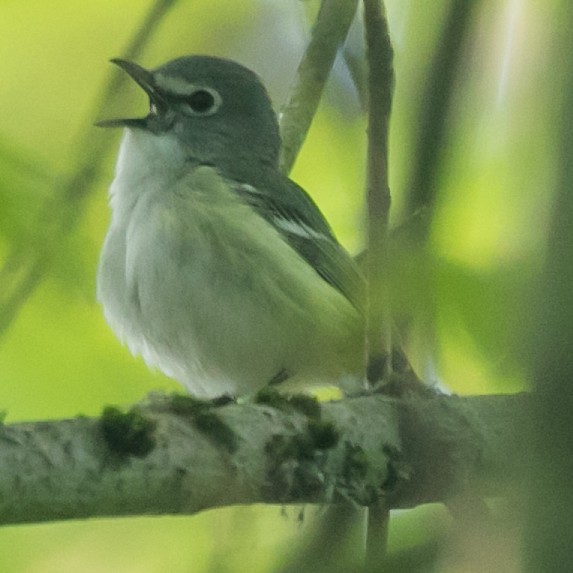 Cassin's Vireo - ML230960361