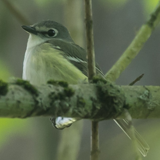 Cassin's Vireo - ML230960371